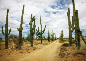 Road in Arizona Desert