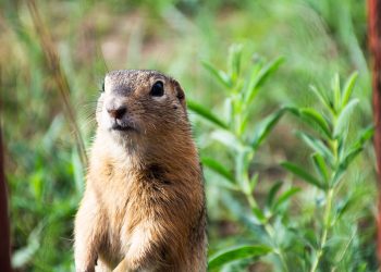 Groundhog